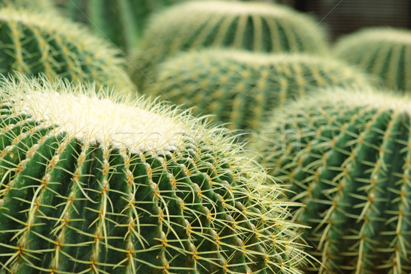 Cactus stil nisip textură glob natură Imagine de stoc © cozyta