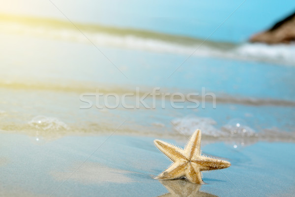 Steaua de mare plajă vară timp cer mare Imagine de stoc © cozyta
