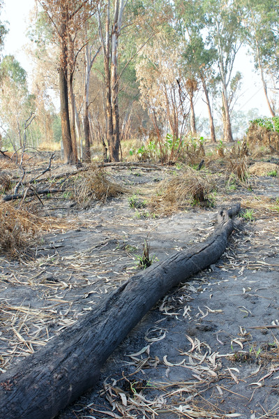 charred trunks of trees after fire  Stock photo © cozyta