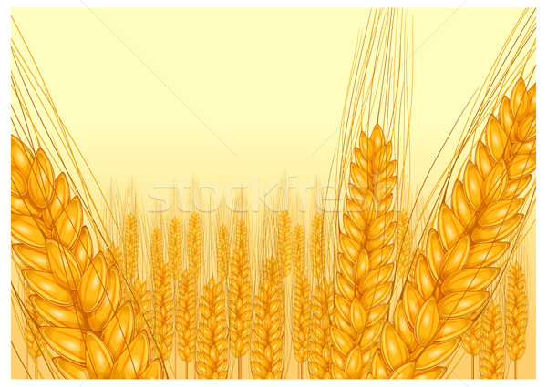 ripe ear wheat  Stock photo © creatOR76