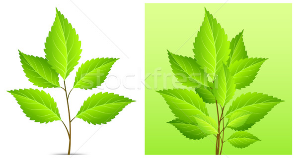 Stock photo: plant with green leaf 