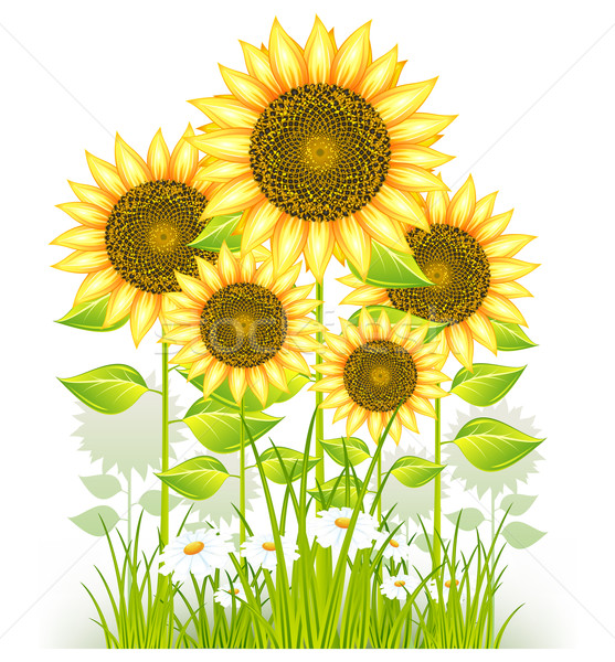 Sonnenblumen Gras groß Blume gelb weiß Stock foto © creatOR76