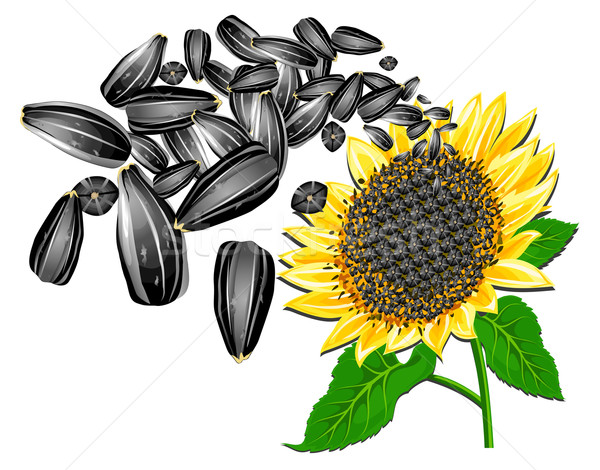 Sunflower and seeds  Stock photo © creatOR76