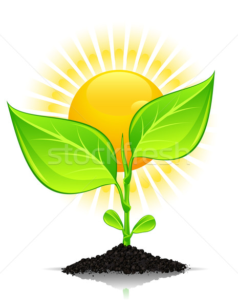 Plantă picături soare verde apă teren Imagine de stoc © creatOR76