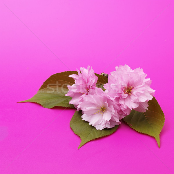 cherry blossom #2 Stock photo © crisp