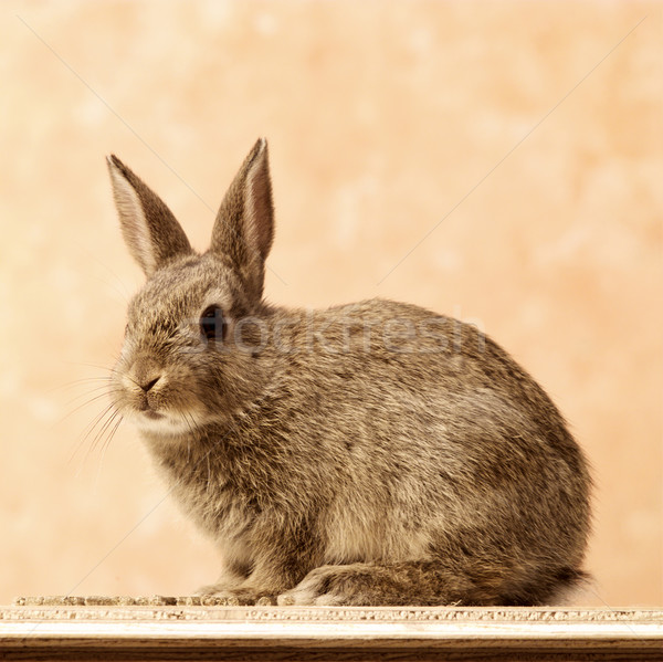 兔 棕色 坐在 地面 商業照片 © crisp