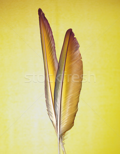 Jaune plumes deux Nice résumé Photo stock © crisp
