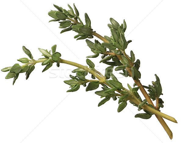 Stock photo: Sprig of thyme