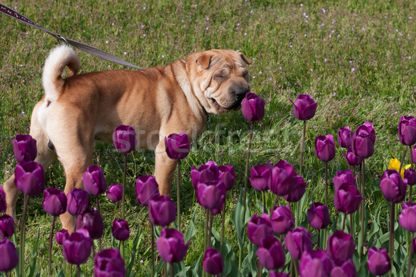 Sharpei Hund stehen Freien Tulpen glücklich Stock foto © csakisti