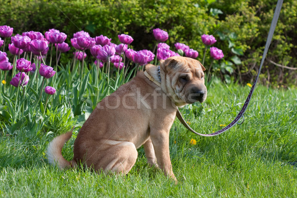 Sharpei cane seduta outdoor tulipani felice Foto d'archivio © csakisti