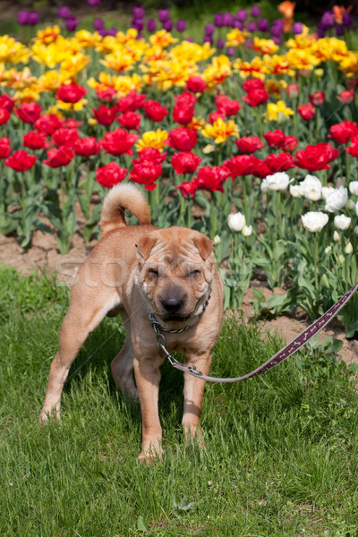 Sharpei cane piedi outdoor tulipani felice Foto d'archivio © csakisti