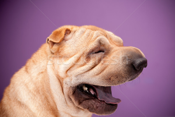 Sharpei cane assonnato home testa animale Foto d'archivio © csakisti