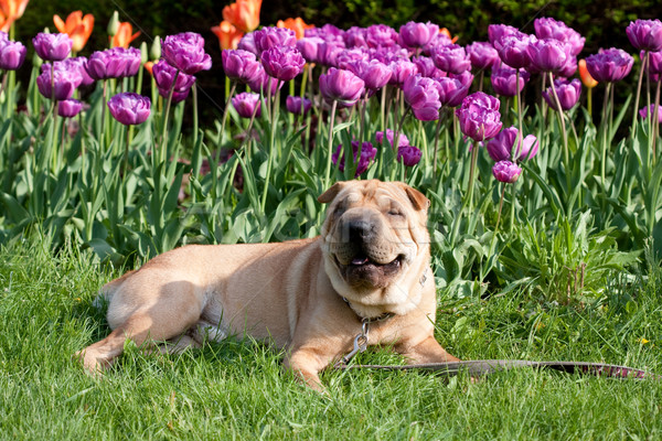 Sharpei Hund Freien Tulpen glücklich Natur Stock foto © csakisti