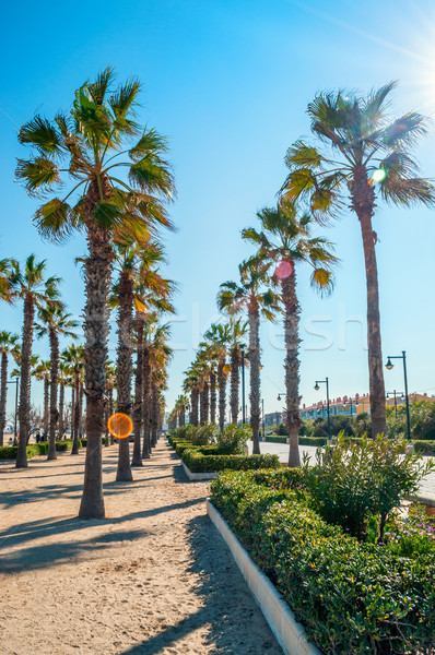 Strand Valencia Spanien Palmen Landschaft Stock foto © CsDeli