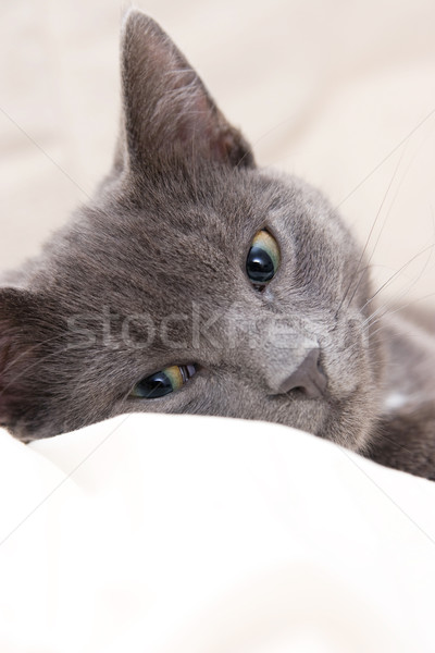 cute gray cat Stock photo © ctacik