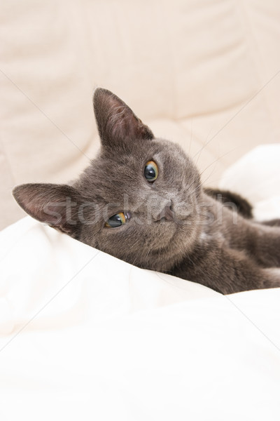 Aranyos macska tini megnyugtató kanapé baba Stock fotó © ctacik