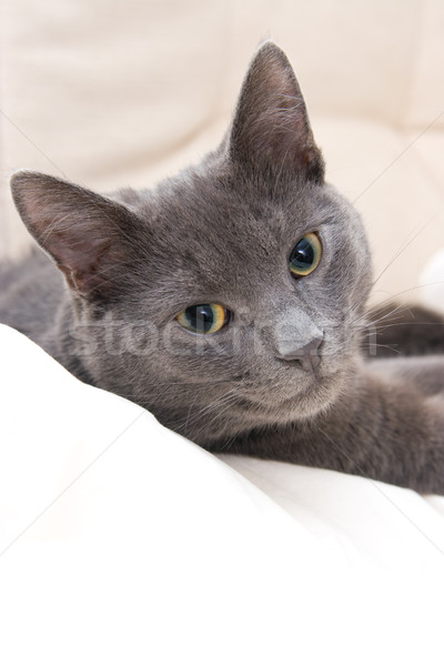 Bonitinho gato cinzento adolescente gato relaxante sofá Foto stock © ctacik