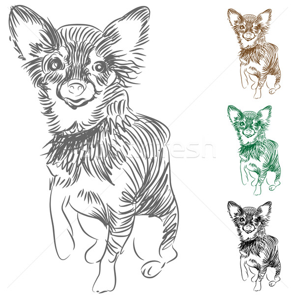 Chihuahua Dog Drawing Stock photo © cteconsulting