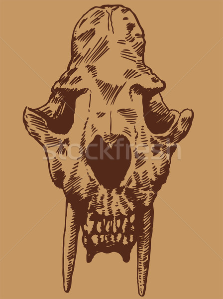 Prehistoric Skull Stock photo © cteconsulting