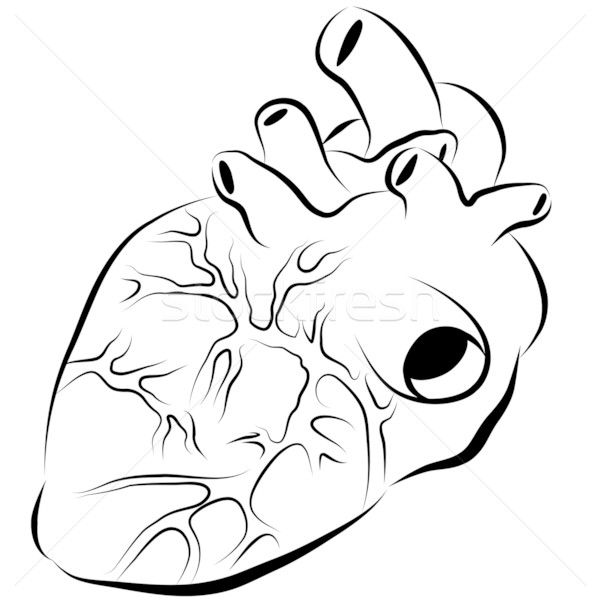 Uman Inimă Cerneală Desen Imagine Medical Ilustratie