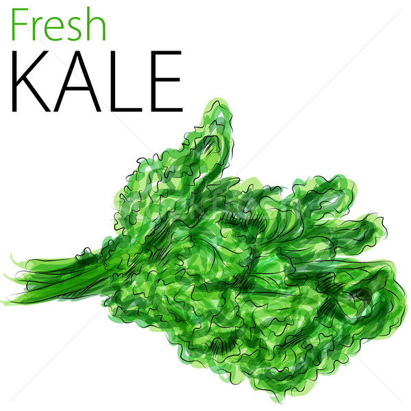 Fresh Kale Stock photo © cteconsulting