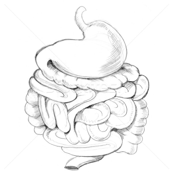 消化系統 圖像 人的 胃 醫生 鉛筆 商業照片 © cteconsulting