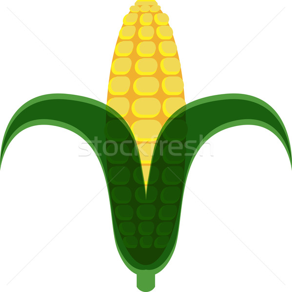 Corn Cob Stock photo © cteconsulting