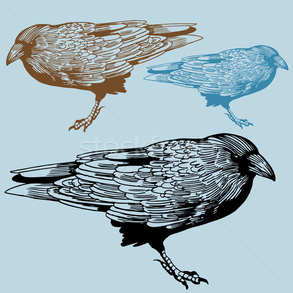 Linea immagine uccello uccelli nero animale Foto d'archivio © cteconsulting