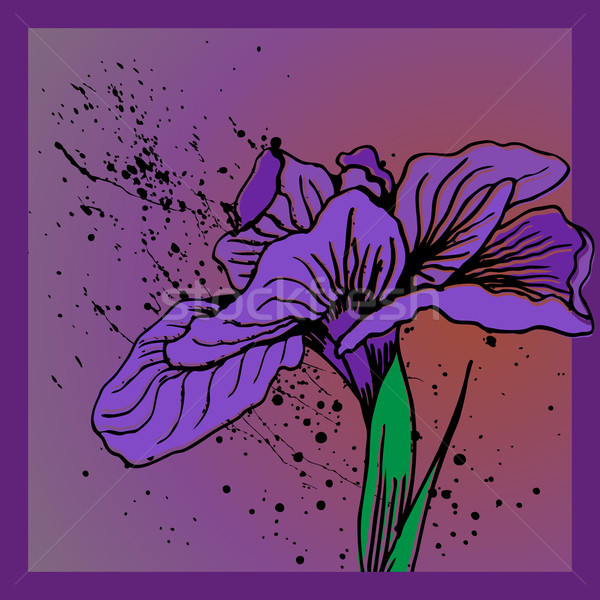 Сток-фото: Iris · цветок · красивой · Purple · фон