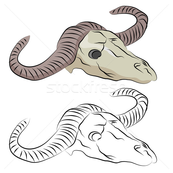 Ox crâne ligne dessin image noir [[stock_photo]] © cteconsulting