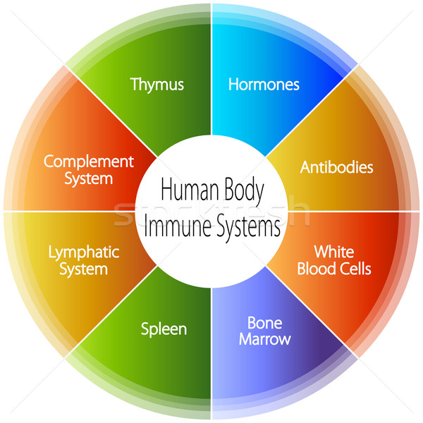 Stock foto: Menschlichen · Körper · Immunsystem · Tabelle · Bild · Business