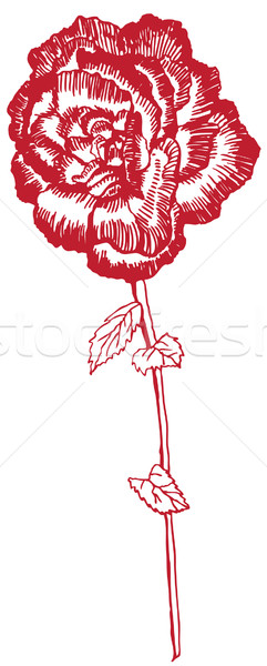 Dessinés à la main rose image fleurs résumé design [[stock_photo]] © cteconsulting