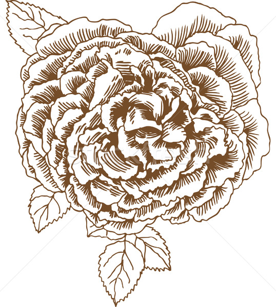 Rosa imagem flores abstrato projeto Foto stock © cteconsulting
