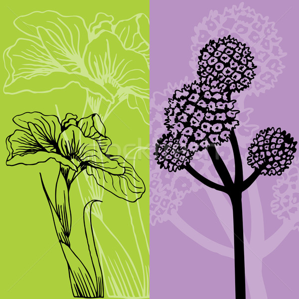 Iris and Flower Stock photo © cteconsulting