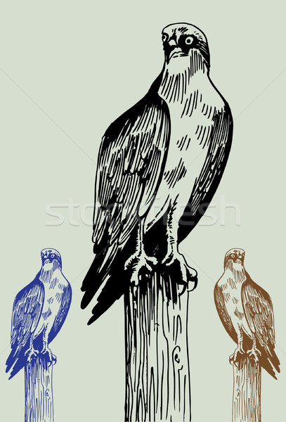 Hand Drawn Bird Stock photo © cteconsulting
