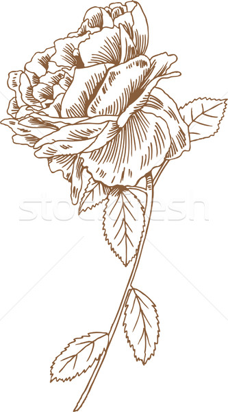 Dessinés à la main rose image fleurs résumé design [[stock_photo]] © cteconsulting