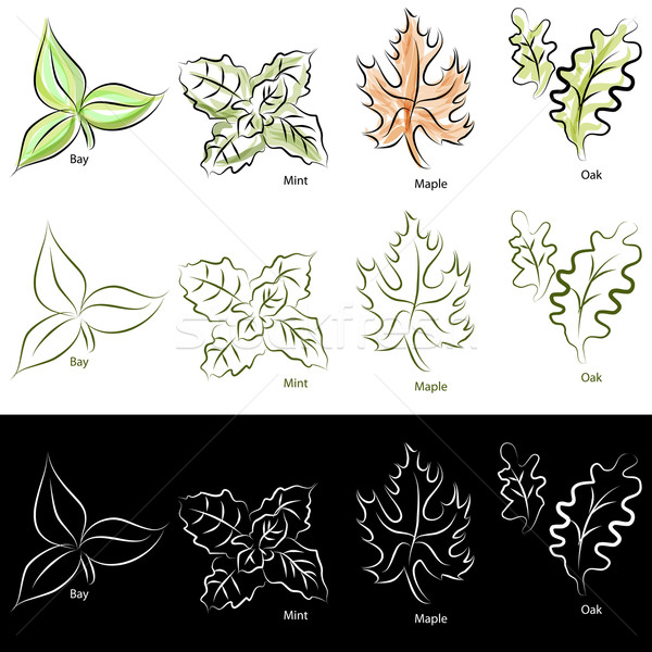 Elegant Line Leaf Set Stock photo © cteconsulting