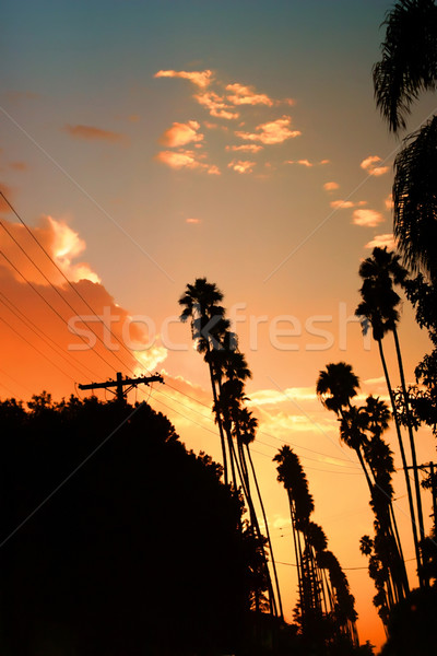 Palm trees Stock photo © curaphotography