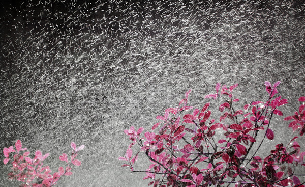Locsoló magenta növény fagyott vízcseppek locsol Stock fotó © curaphotography