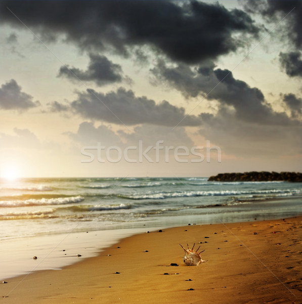 Foto d'archivio: Capriccioso · spiaggia · panorama · foto · solitaria · conchiglia