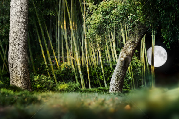 Abstract panorama surreale notte japanese giardino Foto d'archivio © curaphotography