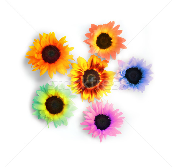 Abstrakten Sonnenblumen stilisierten mehrere weiß Sommer Stock foto © curaphotography