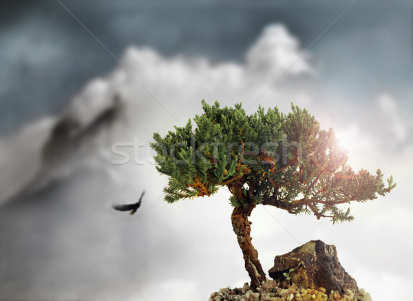 High tree Stock photo © curaphotography