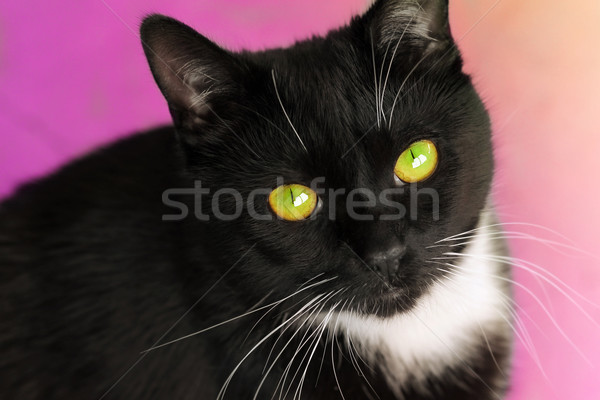 Male cat face Stock photo © curaphotography
