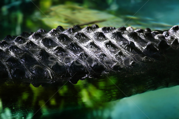 Stock photo: Close up detail of crocodile back