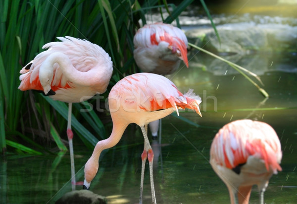flamingos Stock photo © curaphotography