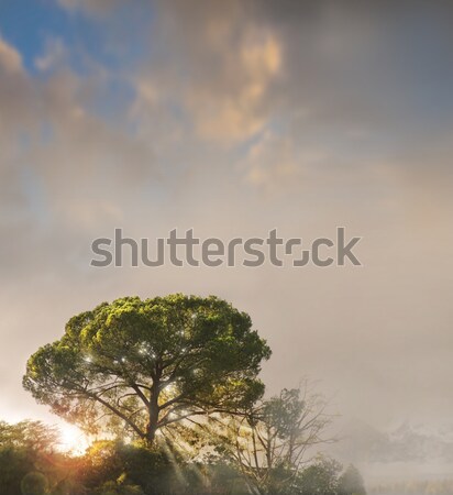 Solitary tree Stock photo © curaphotography