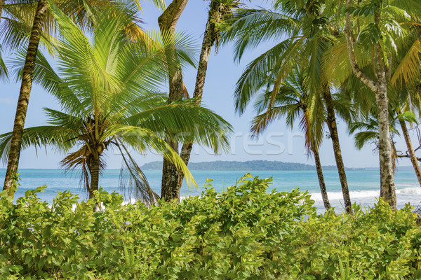 Untouched tropical beach in Bocas del Toro Panama Stock photo © Cursedsenses