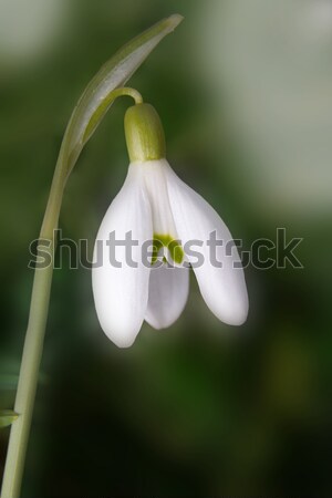 Gyönyörű fehér világoszöld makró tavasz virágok Stock fotó © Cursedsenses