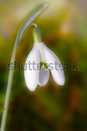 Beautiful white Snowdrops with light green background Stock photo © Cursedsenses